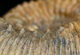 Well Preserved Stephanoceras Ammonite #11489-4